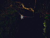 Ussuri Tube-nosed Bat {Murina ussuriensis silvatica} flying at night, Okutama, Tokyo, Japan, August