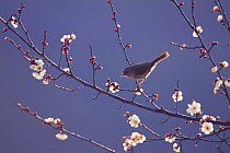 Japanese Bush-Warbler {Cettia diphone} perching amongst blossom of Japanese Apricot tree {Prunus mume} Tokyo, Japan, february