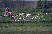 Cattle Egret {Bubulcus ibis} foraging beside working tractor in rice field, Tosayamada, Kochi, Japan, May