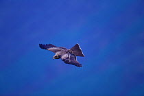 Black / Black-eared Kite {Milvus migrans / lineatus) flying, Tsushima, Nagasaki, Japan, September