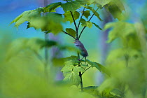 Japanese Bush-Warbler {Cettia diphone} singing, Nagano, Japan, June