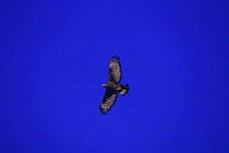 Oriental honey buzzard {Pernis ptilorhynchus} flying, Fukue Island, Nagasaki, Japan