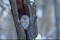 Ural Owl {Strix uralensis japonica} in hole in tree trunk, Sapporo, Hokkaido, Japan, December