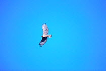 Mountain Hawk-eagle flying {Nisaetus nipalensis} Kochi, Japan, march