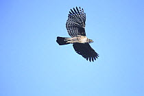 Mountain Hawk-eagle flying {Nisaetus nipalensis} Kochi, Japan, march