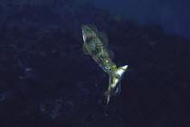 Bigfin Reef Squid {Sepioteuthis lessoniana} preying on Wrasse, Off Manazuru, Kanagawa, Japan