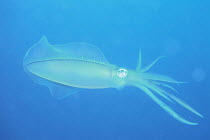 Bigfin Reef Squid {Sepioteuthis lessoniana} male, Izu Osezaki, Shizuoka, Japan