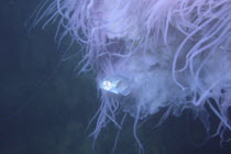 Bluefin Driftfish {Psenes pellucidus} amongst tentacles of Jellyfish {Cyanea nozakii} Izu Osezaki, Shizuoka, Japan