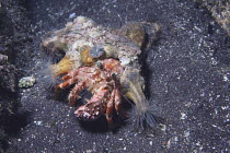 Anemone Hermit Crab {Dardanus pedunculatus}  with Sea Anemones {Calliactis polypus} attached, Izu Osezaki, Shizuoka, Japan