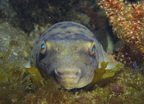 Pufferfish {Takifugu pardalis} face, close-up, Izu Osezaki, Shizuoka, Japan, March