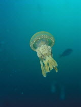 Papuan Jellyfish {Mastigias papua} Miura Peninsula, Kanagawa, Japan, august