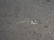 Ocellated waspfish {Apistus carinatus} buried in sand on seabed, Izu Osezaki, Shizuoka, Japan, april