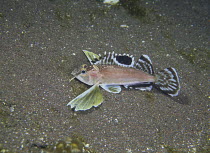 Ocellated waspfish {Apistus carinatus} 'walking' on seabed with fins open, Izu Osezaki, Shizuoka, Japan