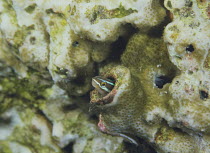 Bluestriped fangblenny {Plagiotremus rhinorhynchus} resting in hole in coral, Izu Osezaki, Shizuoka, Japan, December