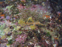 Ornate / Harlequin Ghost pipefish {Solenostomus paradoxus} swimming over coral reef, Wakayama, Japan, May