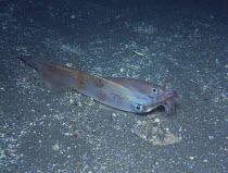 Spear / Bleeker's Squid {Loligo bleekeri} mating, Izu Osezaki, Shizuoka, Japan, January