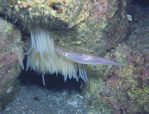 Spear / Bleeker's Squid {Loligo bleekeri} spawning, Izu Osezaki, Shizuoka, Japan, January