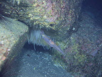 Spear / Bleeker's Squid {Loligo bleekeri} spawning, Izu Osezaki, Shizuoka, Japan, January