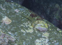 Scaly Worm Shell {Serpulorbis imbricatus / adamsii} with preying net extended camouflaged on stone, Izu Osezaki, Shizuoka, Japan, November