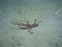 Mimic Octopus {Octopus sp} moving across seabed, Izu Osezaki, Shizuoka, Japan, December