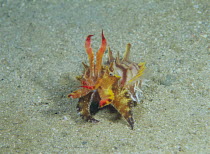 Paintpot Cuttlefish {Metasepia tullbergi} defense behaviour,  Wakayama, February