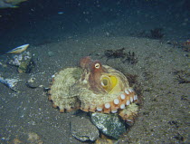 Common Octopus {Octopus vulgaris} with syphons clearly visible, Izu Osezaki, Shizuoka, Japan, April