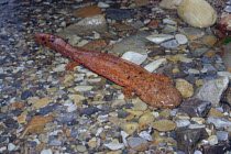 Japanese Giant Salamander {Andrias japonicus} 70cm in length, Wakayama, Japan, May