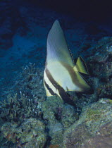 Dusky / Pinnatus Batfish / Spadefish {Platax pinnatus} juvenile, Iriomote Island, Okinawa, Japan, September