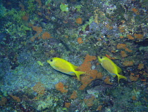 Ocellated orange spinefoot / Pacific Coral Rabbitfish {Siganus corallinus} Iriomote Island, Okinawa, Japan, October