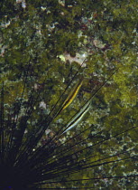 Razorfish {Aeoliscus strigatus} camouflaged amongst sea urchin spines, Kochi, Japan, December