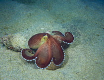 Coconut / Veined Octopus [Octopus marginatus] Wakayama, Japan, January
