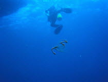 Diver above squid ink floating in the sea, Wakayama, Japan, March