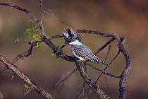 Crested / Greater Pied Kingfisher {Megaceryle lugubris} male, Aichi, Japan, February