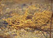 Short-eared Owl {Asio flammeus} nesting on ground, Aichi, Japan