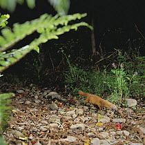 Siberian Weasel {Mustela sibirica coreana} foraging at night, Tsushima, Nagasaki, Japan, May