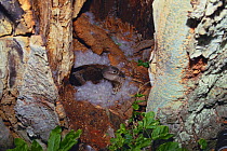 Mandarin duck {Aix galericulata} female incubating eggs on nest in tree, Aomori, Japan, June