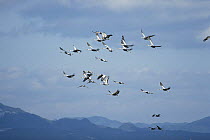 Flock of White naped Cranes {Grus vipio} flying, Kagoshima, Japan, December