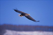 White-tailed Sea Eagle {Haliaeetus albicilla} flying, Akan, Hokkaido, Japan, February