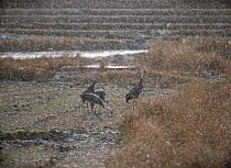 Hooded Crane {Grus monacha} adult and juvenile, in snow, Yamaguchi, Japan, December