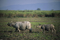 Indian rhinoceros {Rhinoceros unicornis} mother and baby, Kaziranga NP, Assam, India