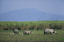 Indian rhinoceros {Rhinoceros unicornis} mother and baby with Asiatic Water Buffalo {Bubalus arnee} and Egrets, Kaziranga NP, Assam, India