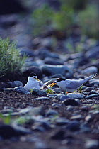 Little Tern {Sternula albifrons} adults and chick at nest, Tokyo, Japan, May