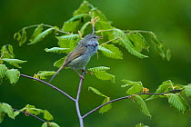 Japanese Bush-Warbler {Cettia diphone} singing Miyagi, Japan, March