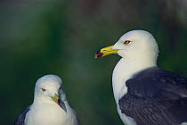 Japanese / Black-tailed Gulls {Larus crassirostris} Hachinohe, Aomori, Japan, June