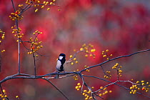 Great Tit {Parus major} perched amongst berries, Nagano, Japan, October