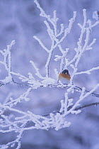 Brambling {Fringilla montifringilla} perched on frosted branch, Nagano, Japan, February