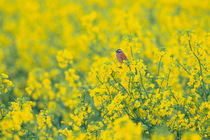 Meadow Bunting {Emberiza cioides} singing, perched in field of Oil seed rape, Japan, May