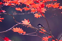 Coal Tit {Passer montanus} perched in Maple tree, Yatsugatake, Nagano, Japan, January