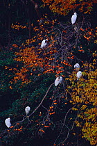 Little Egrets {Egretta garzetta} roosting, Japan, November