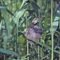 Common Cuckoo {Cuculus canorus} fledgling, 15 days old, being fed by Great Reed Warbler {Acrocephalus arundinaceus} Nagano, Japan, August